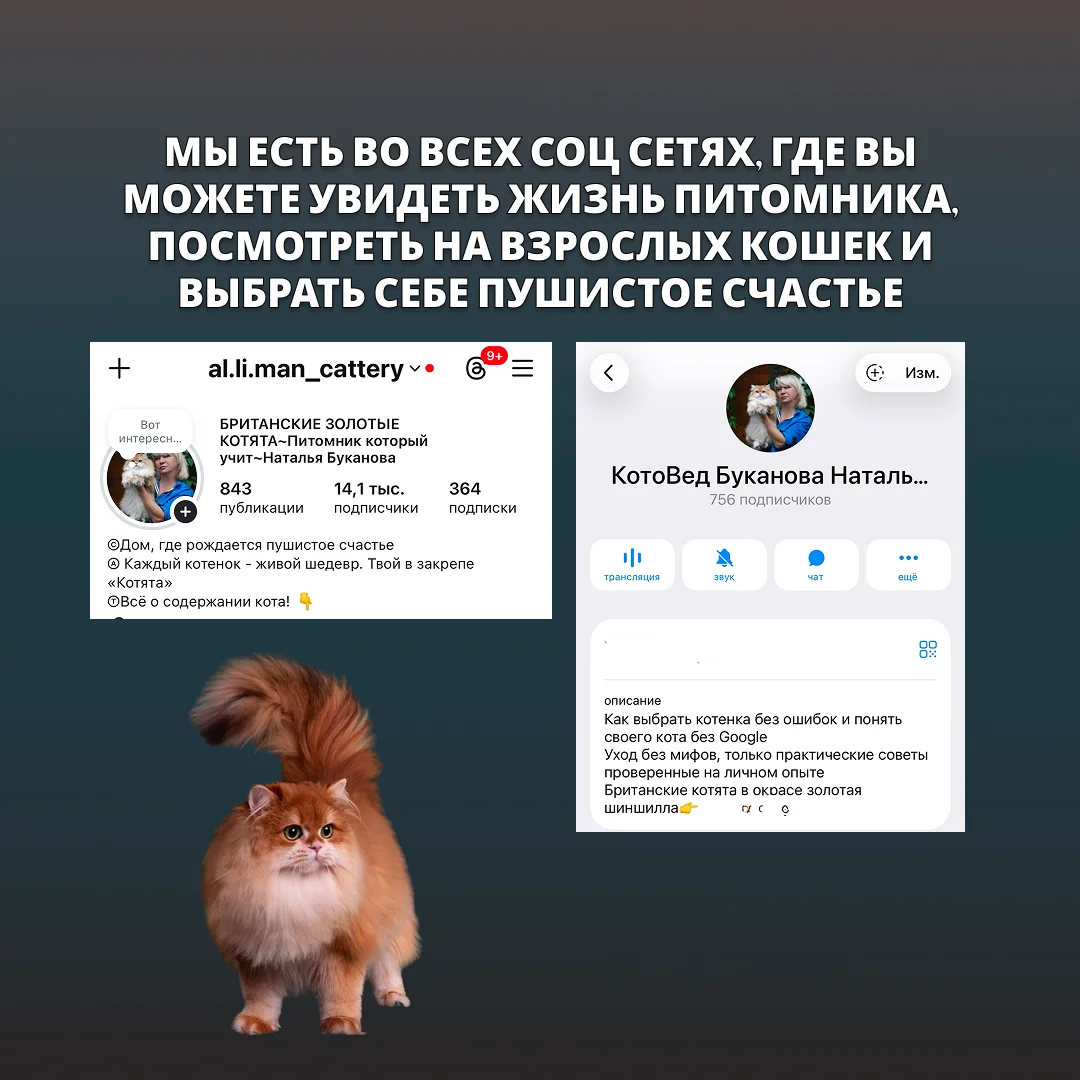 Британские котята золотая шиншилла - миниатюра 6