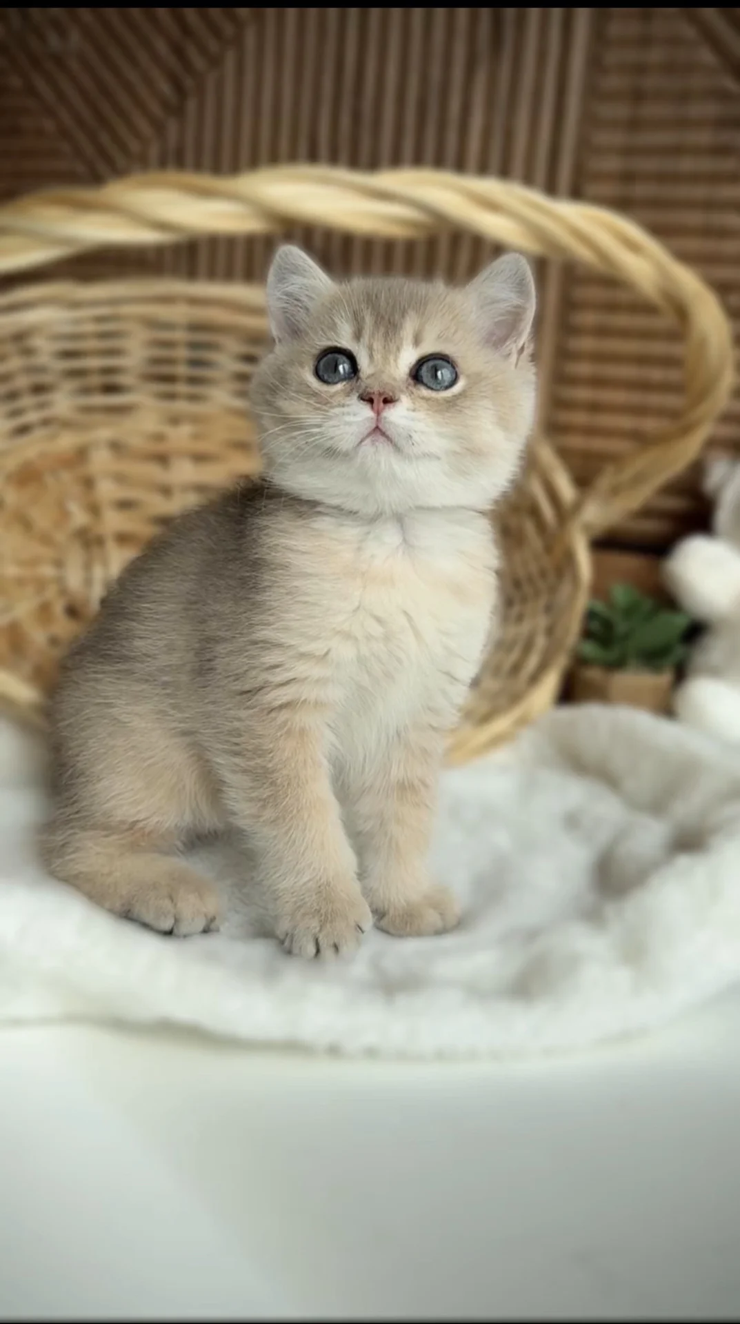 Британские котята золотая шиншила - изображение 1