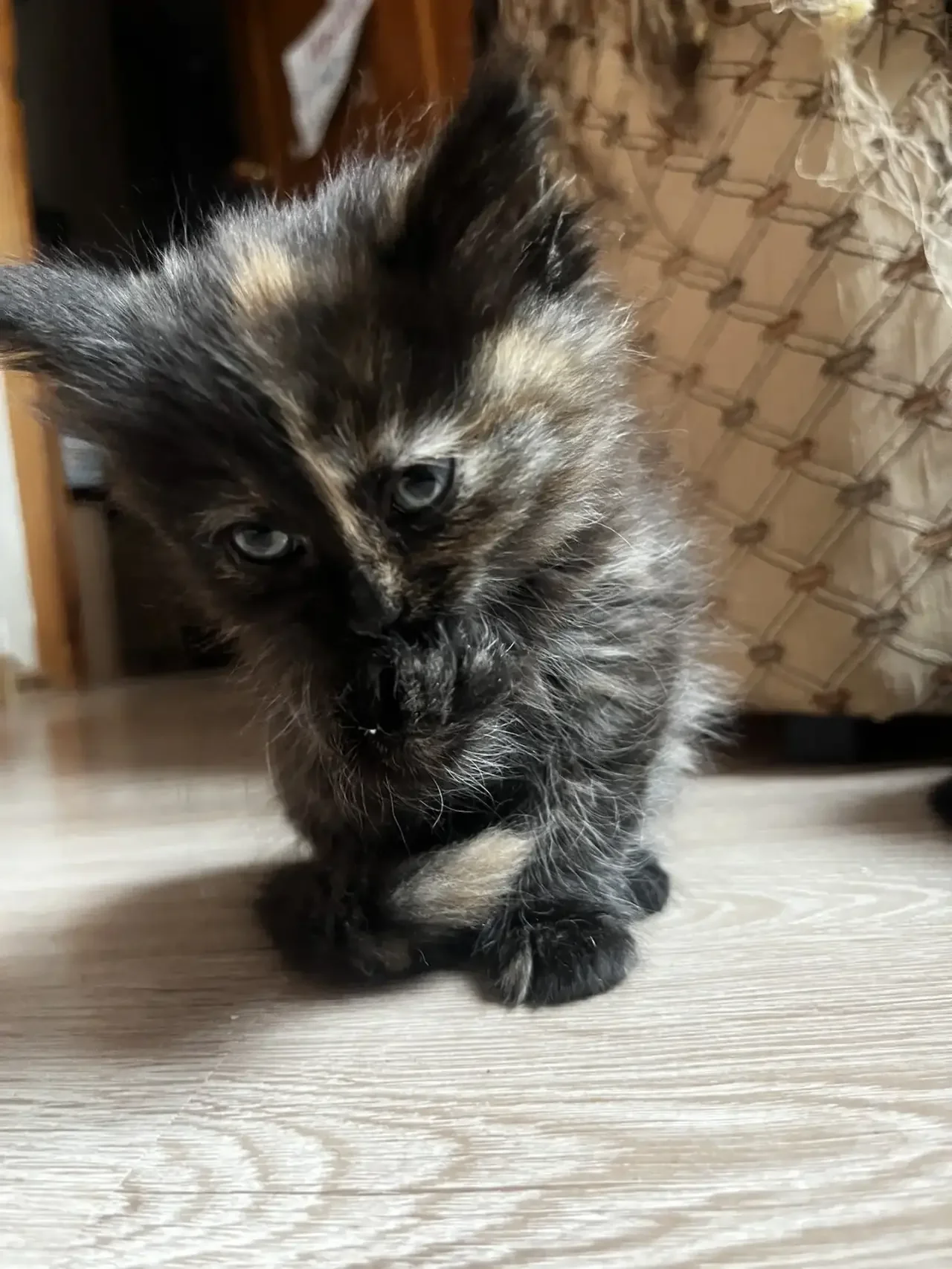 Котята в добрые руки - изображение 1