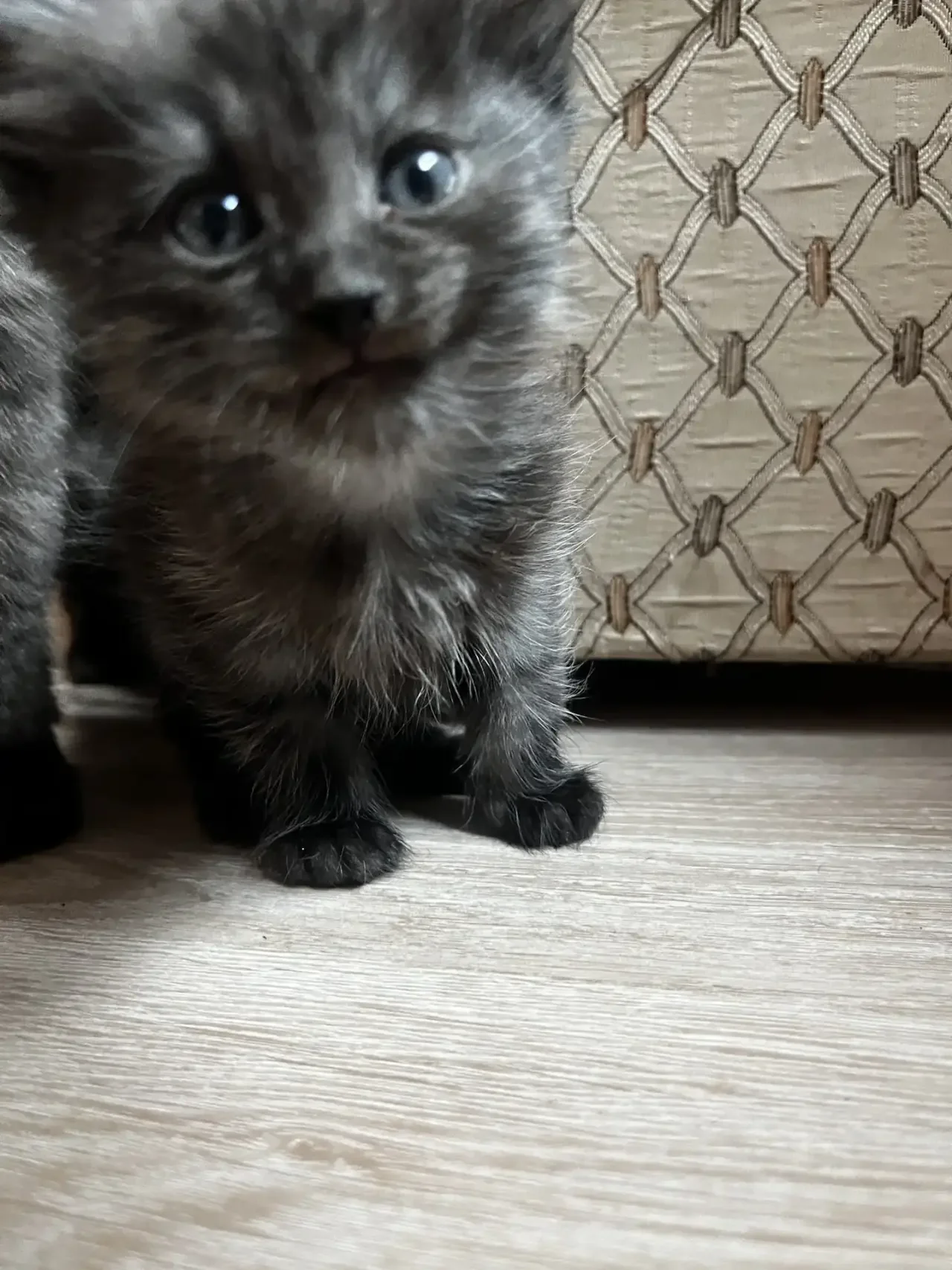 Котята в добрые руки - миниатюра 2