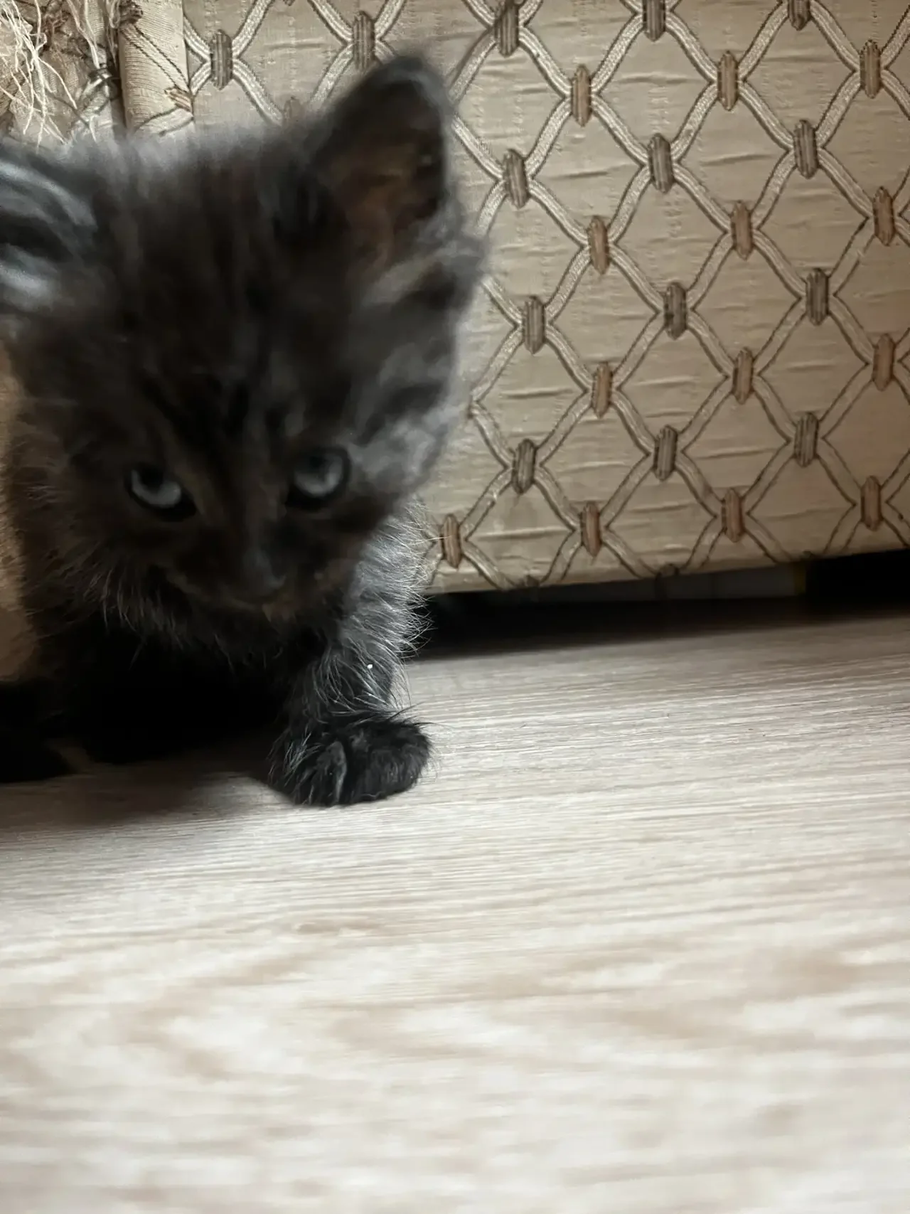 Котята в добрые руки - миниатюра 3