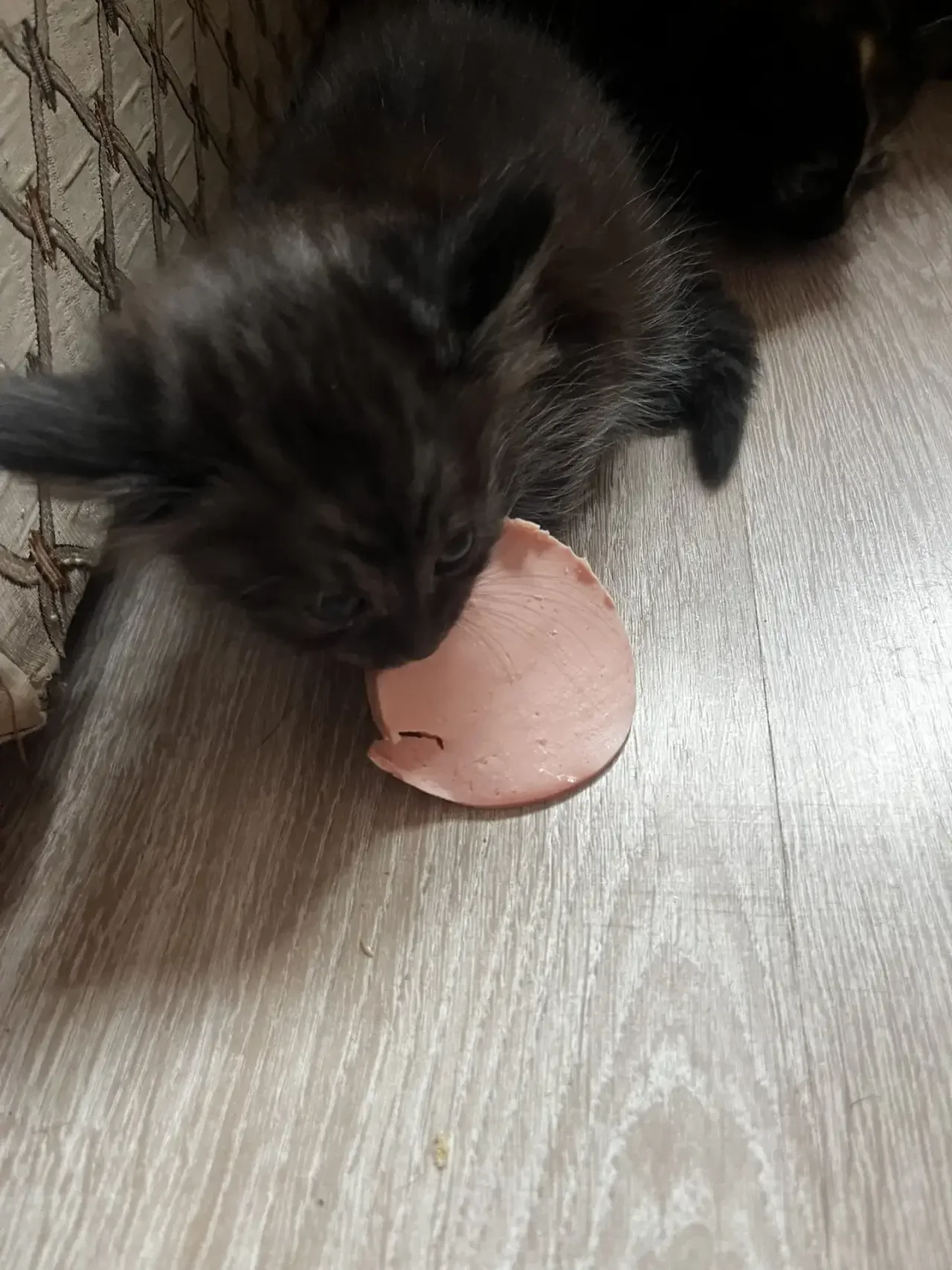 Котята в добрые руки - миниатюра 4