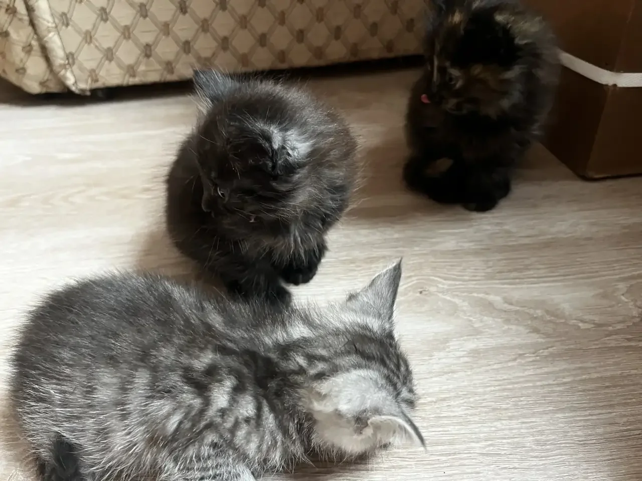 Котята в добрые руки - миниатюра 5