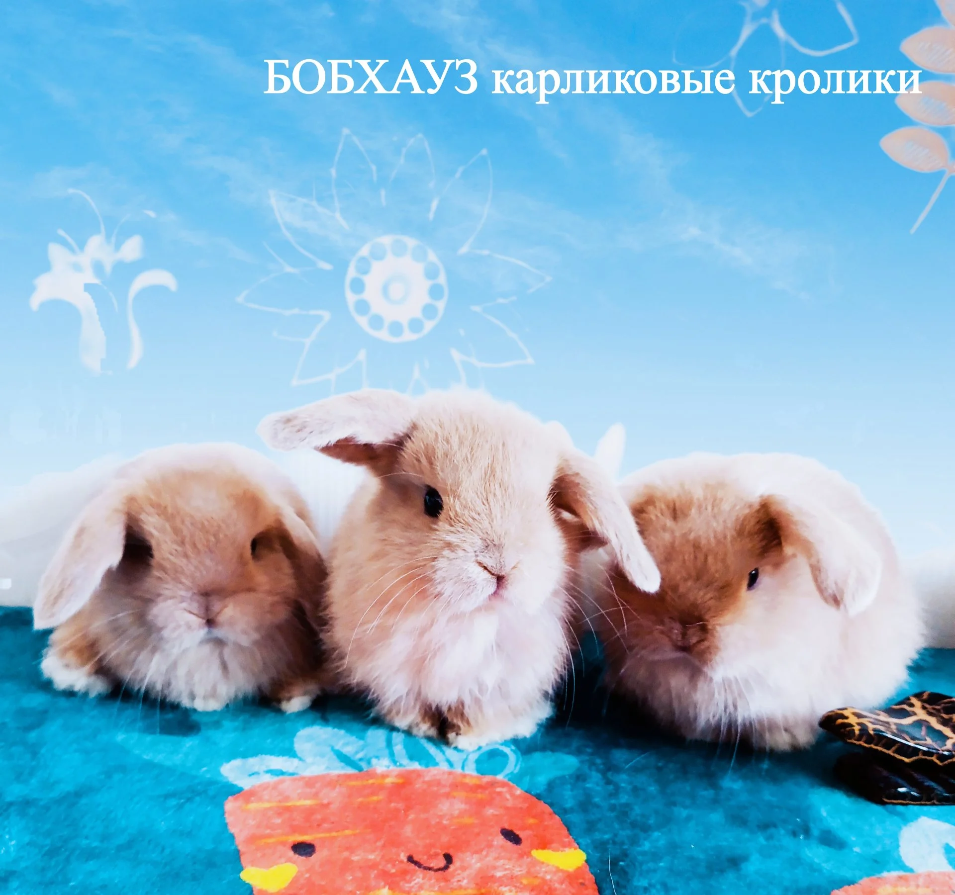 Карликовые крольчата кремовые - миниатюра 3