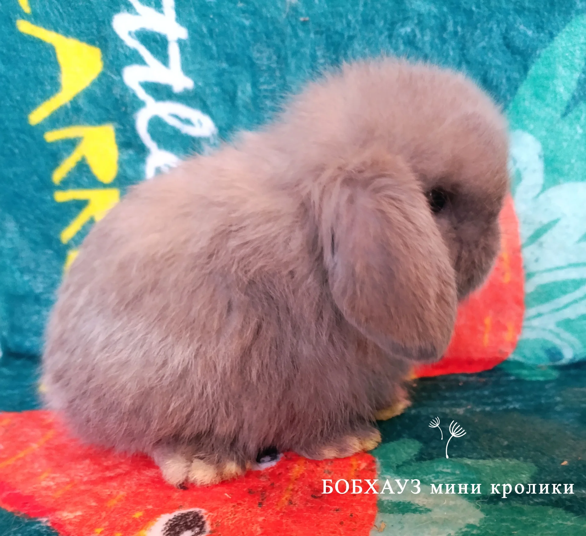 Карликовые кролики породы минилоп - миниатюра 4