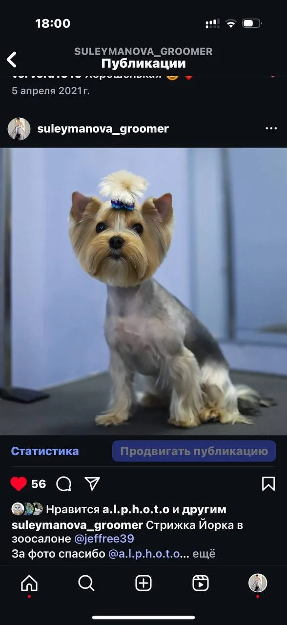 Стрижка собак - миниатюра 5