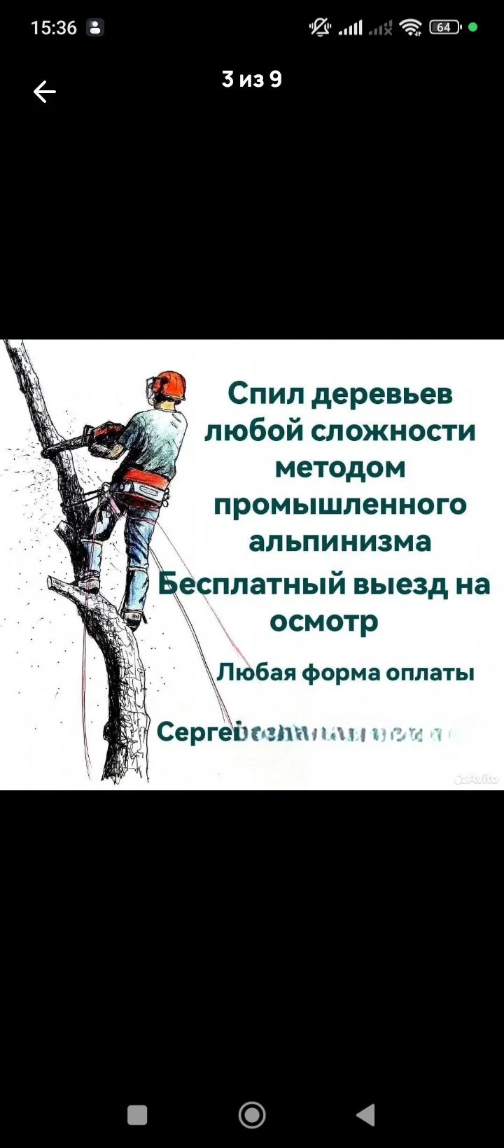 Спил деревьев. Арбористика. Обрезка деревьев. - миниатюра 7