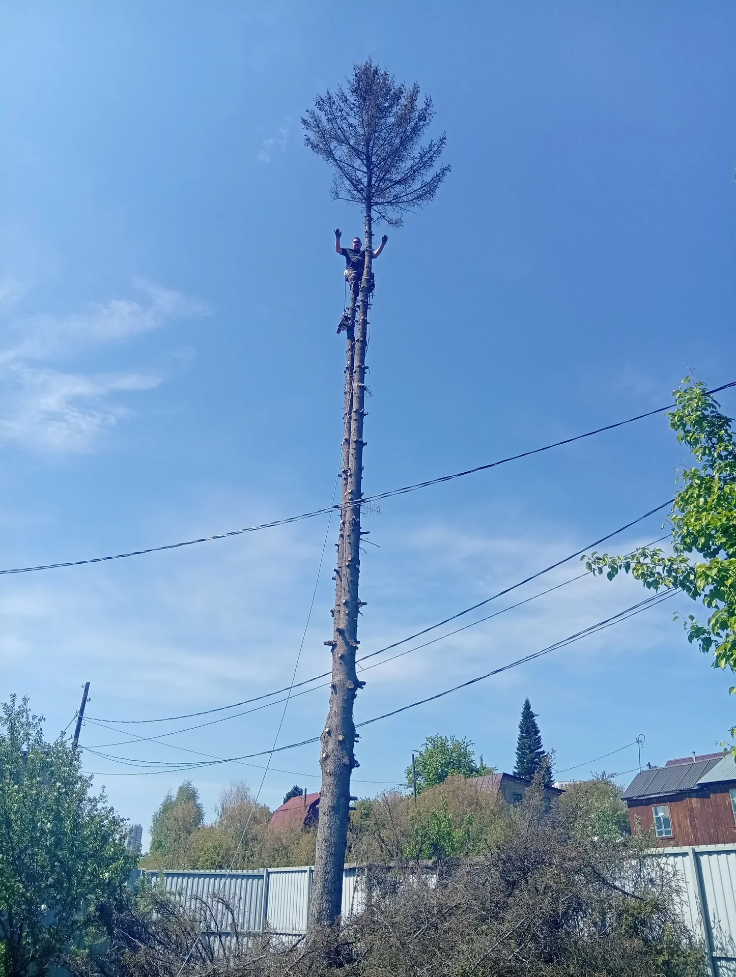 Спил деревьев. Арбористика. Обрезка деревьев. - миниатюра 8