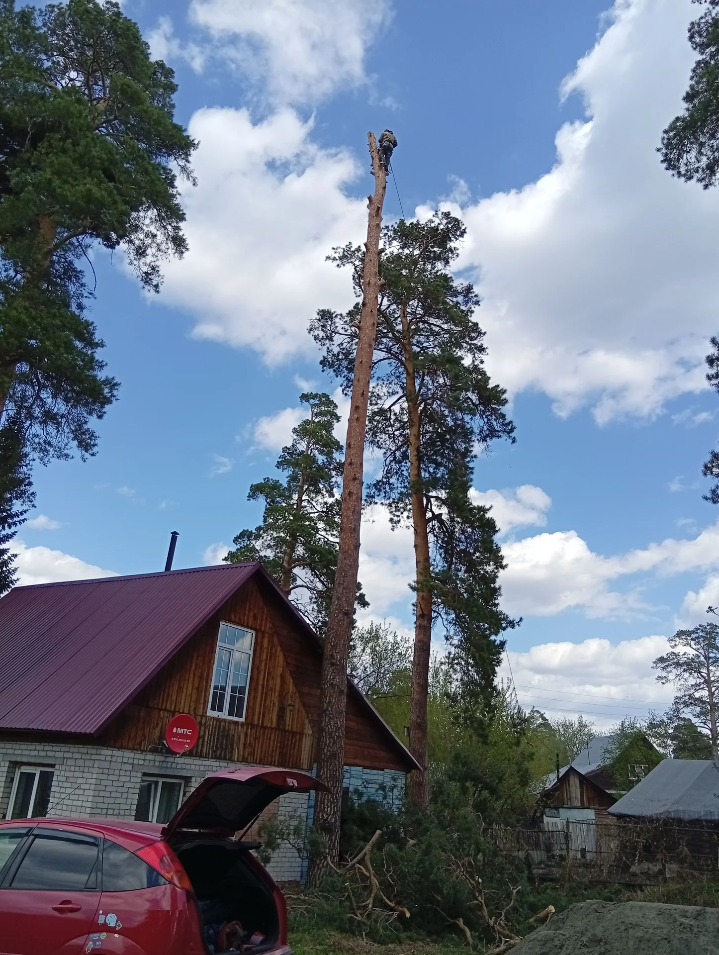 Спил деревьев. Арбористика. Обрезка деревьев. - миниатюра 12