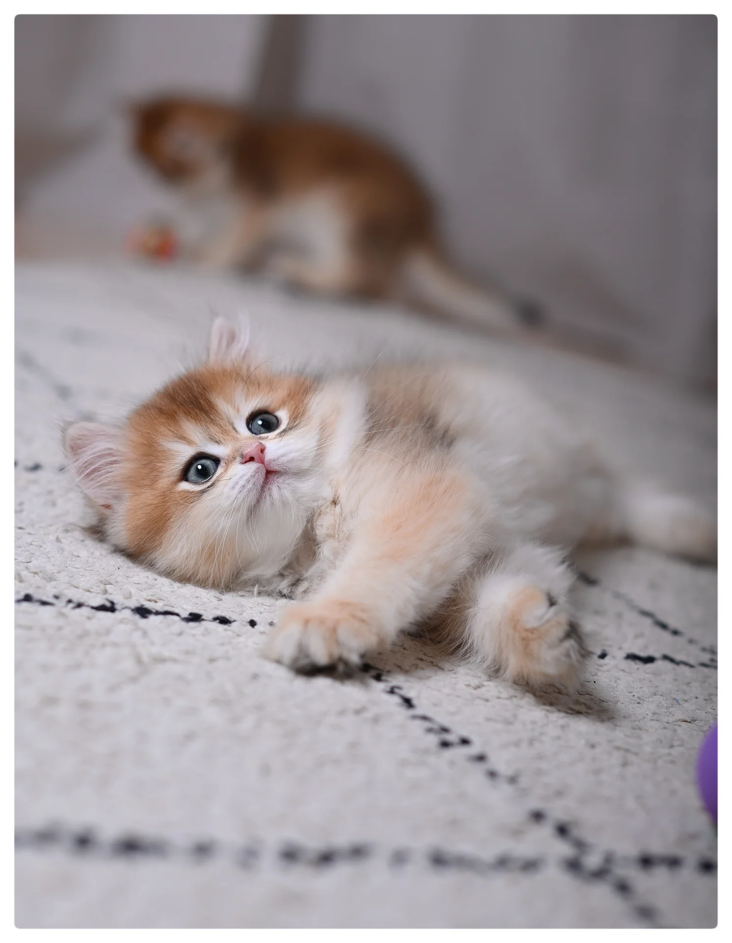 Котенок британская длинношерстная - изображение 1
