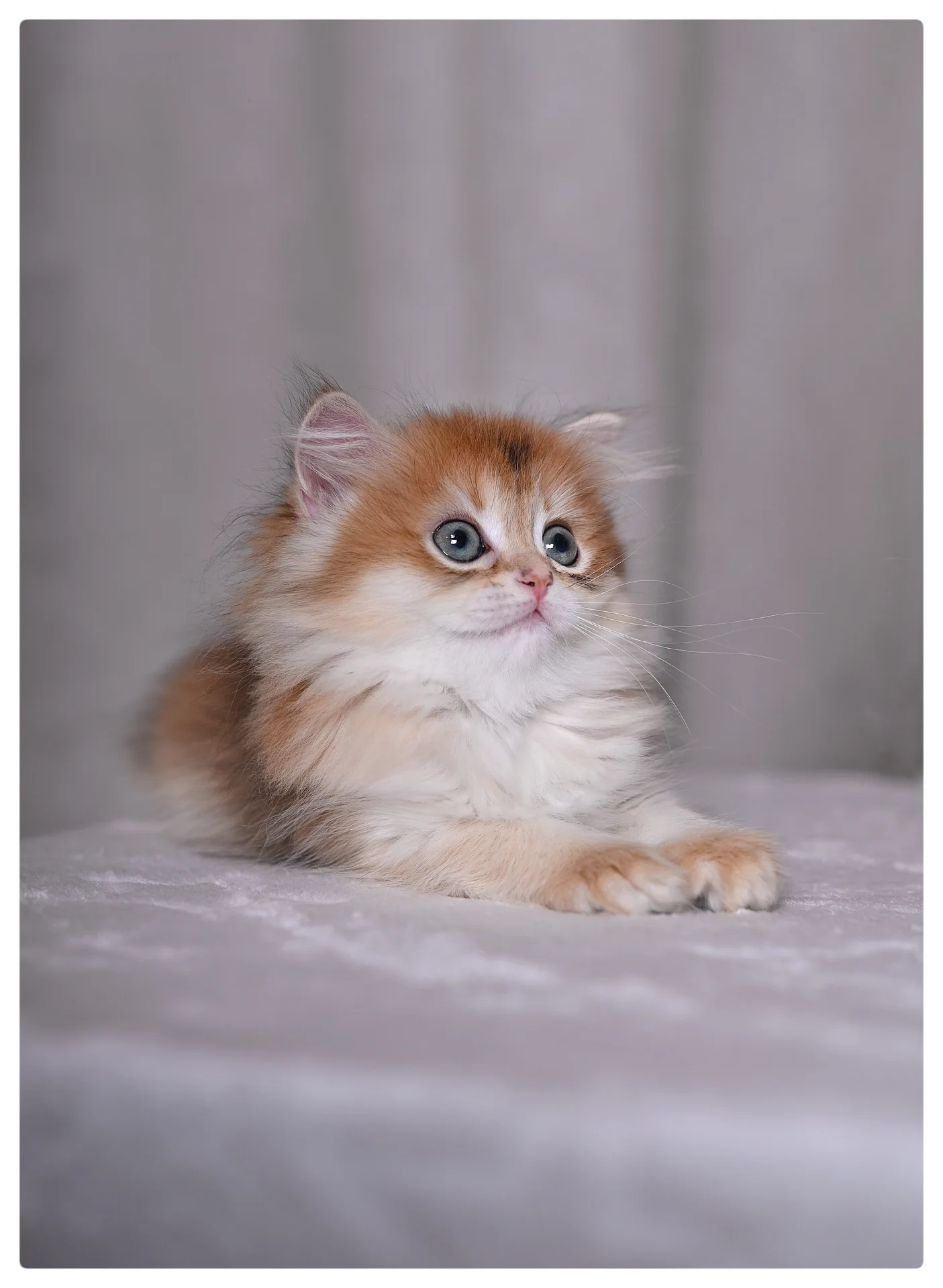 Котенок британская длинношерстная - миниатюра 4