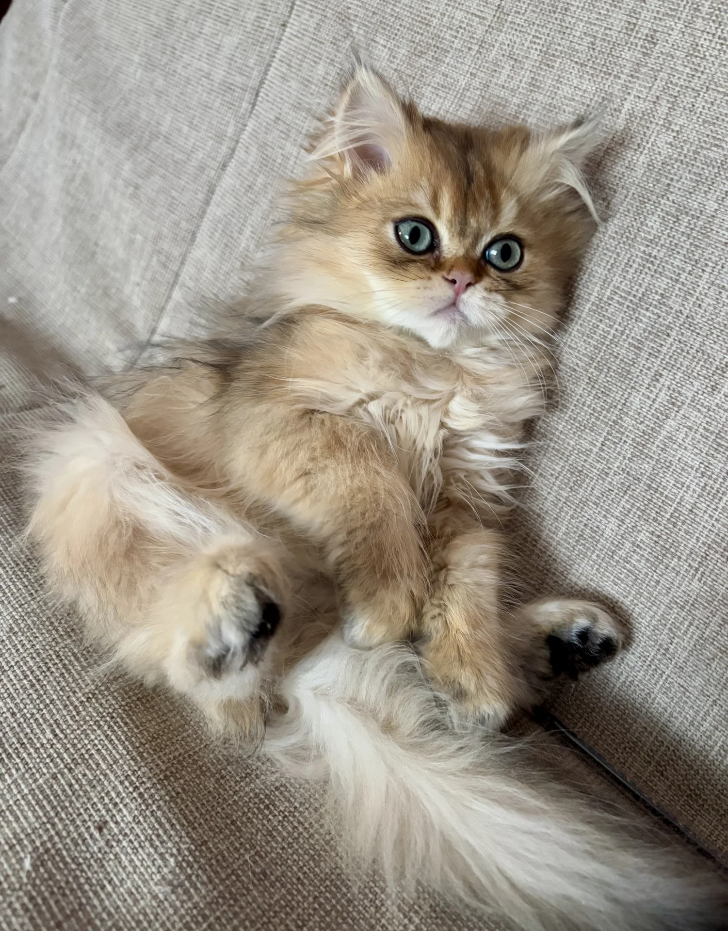 Британский котёнок Бенджамин - миниатюра 3
