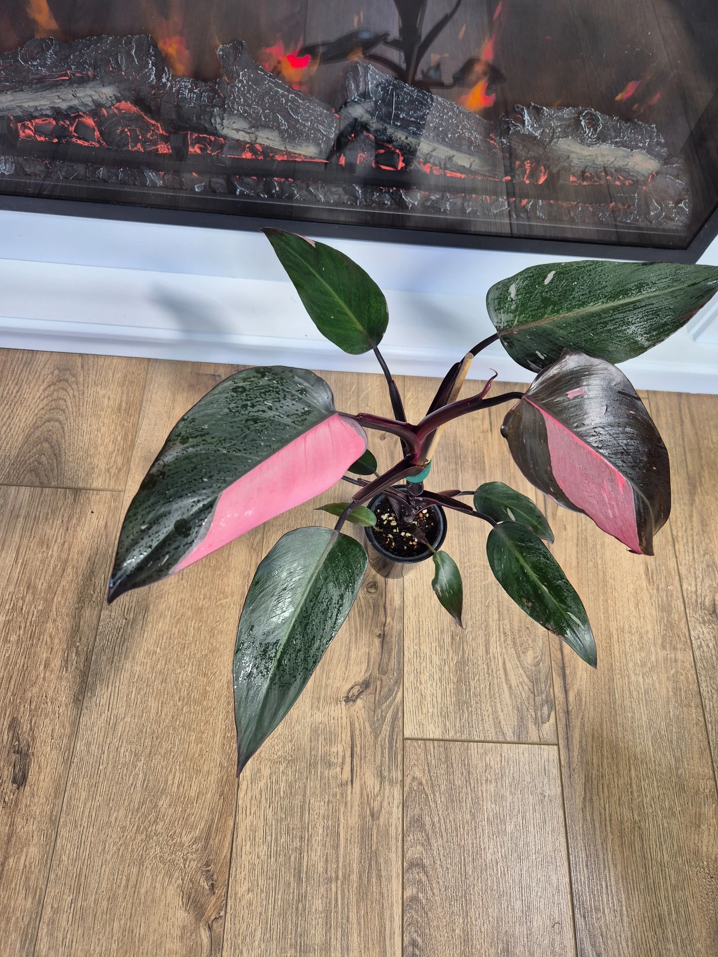 Филодендрон розовая принцесса - миниатюра 4