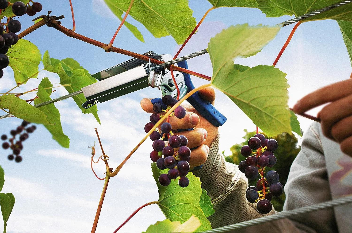 RAPID R:Plier LIG 150 Vine, профессиональный кольцевой плайер для травмобезопасного крепления растен - миниатюра 5