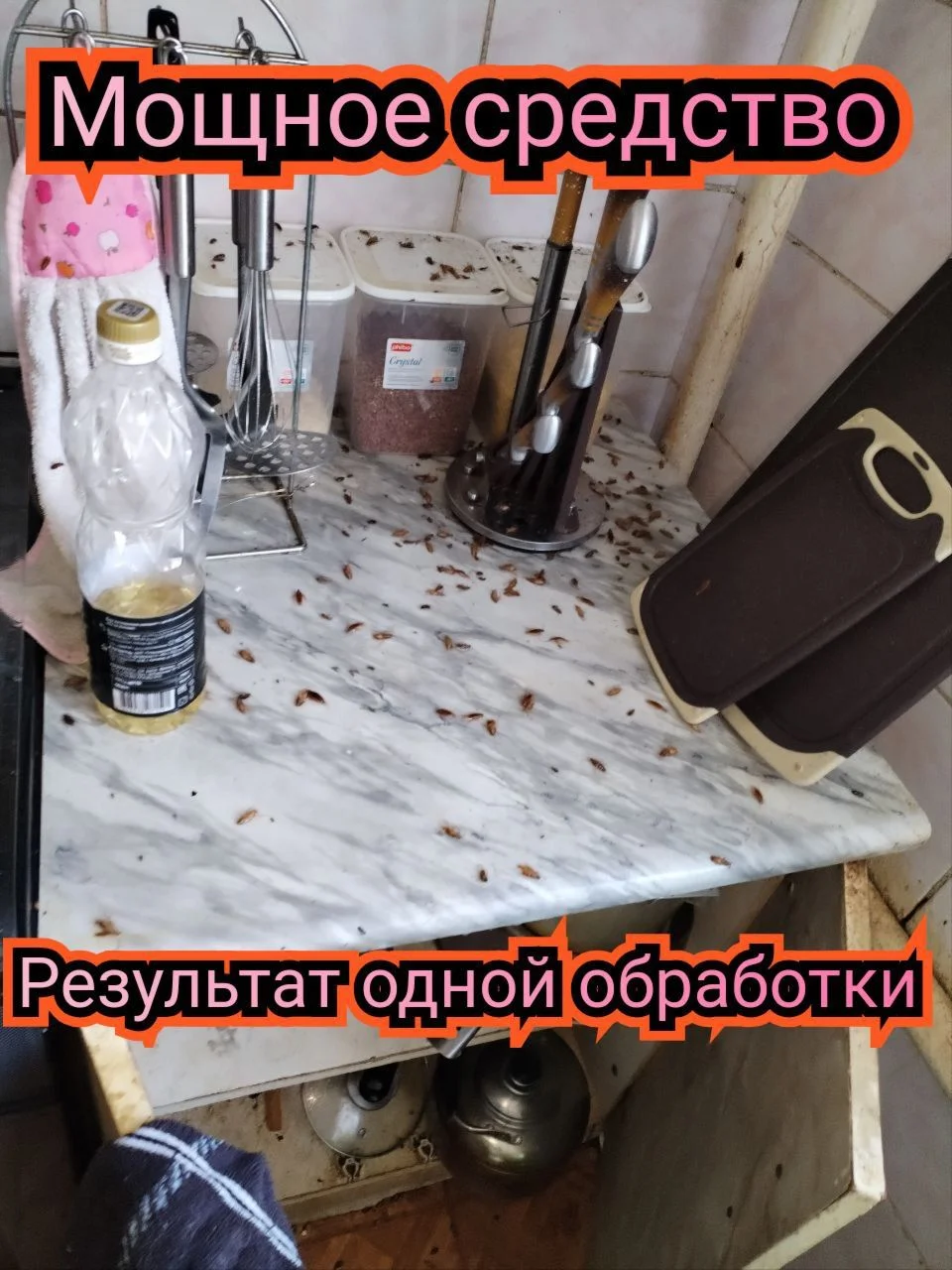 Уничтожение тараканов,клопов,блох, клещей, комаров - миниатюра 4