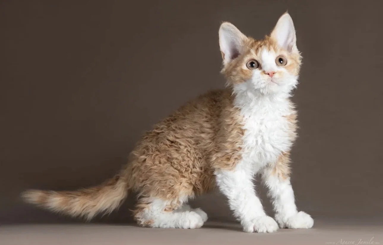 Котенок породы ламбкин - миниатюра 3