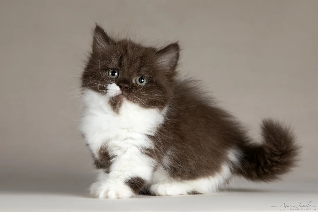 Котенок менуэт