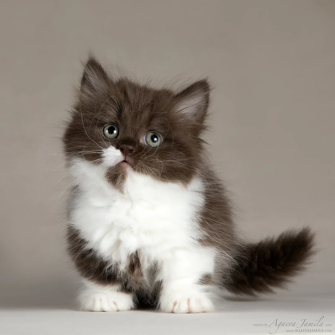 Котенок менуэт - миниатюра 3