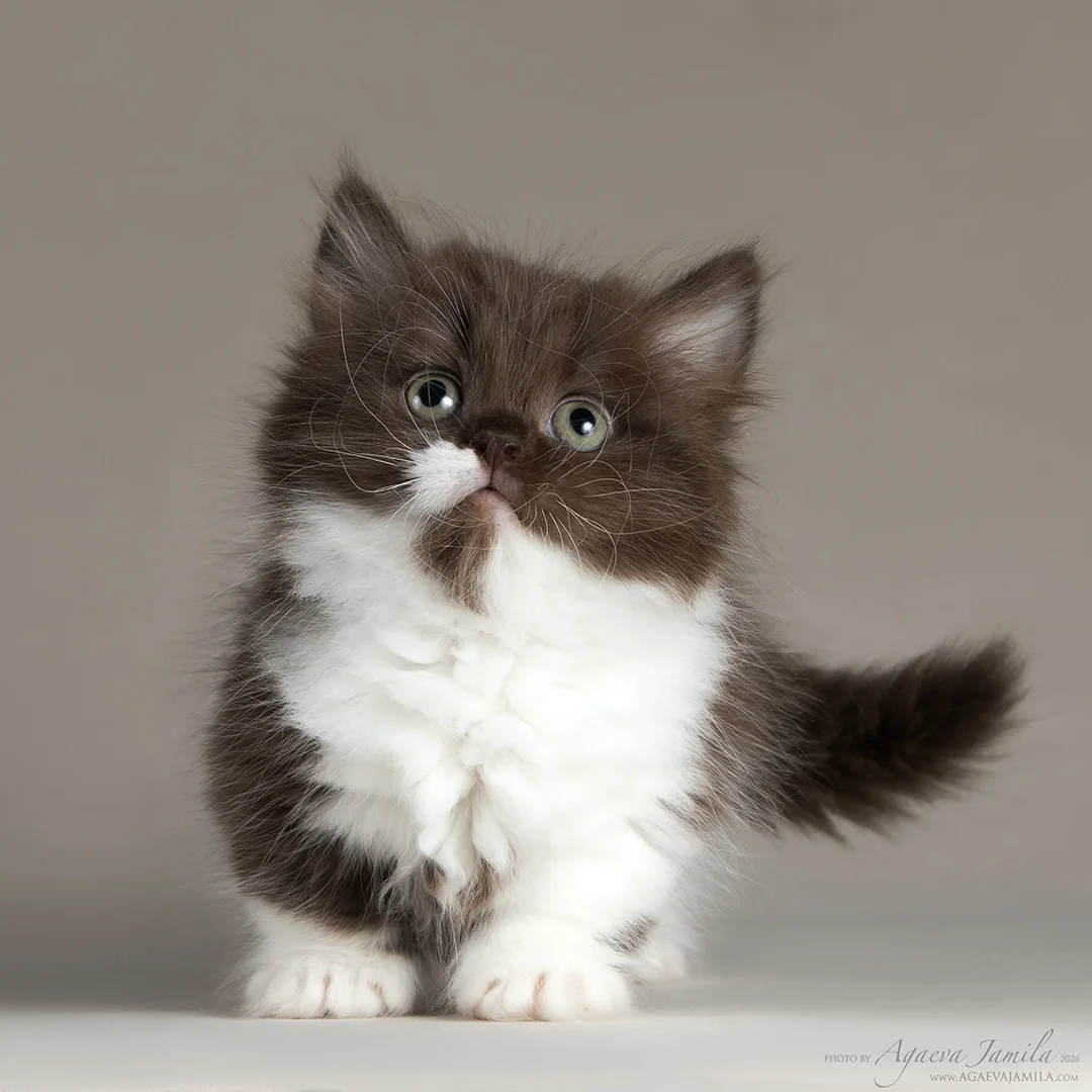 Котенок менуэт - миниатюра 4