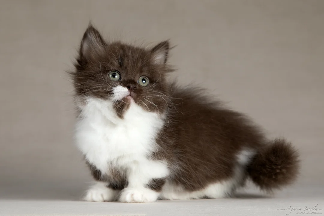 Котенок менуэт - миниатюра 5