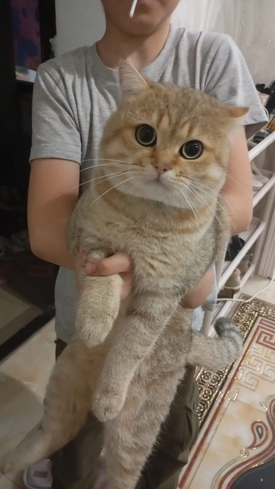Кот на вязку - изображение 1