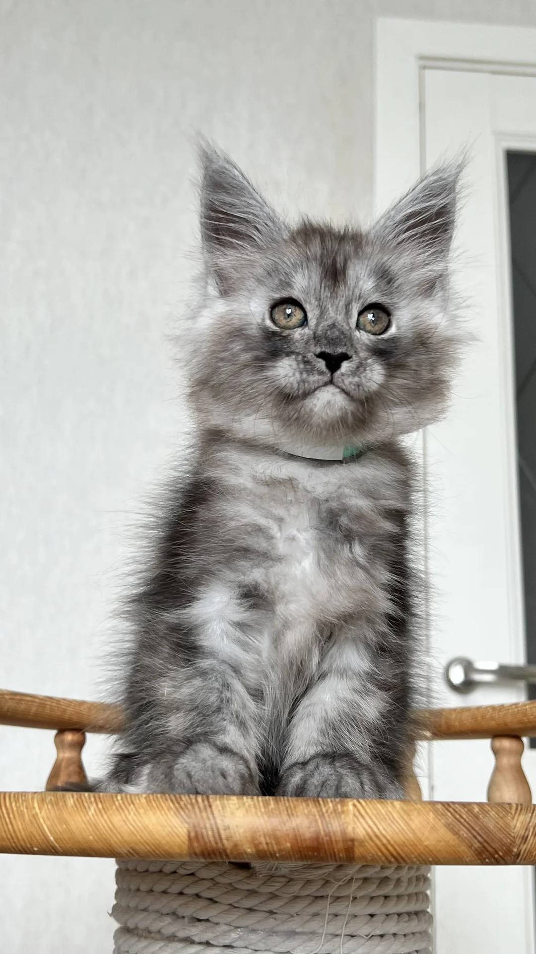 Котенок мейн Кун - миниатюра 2