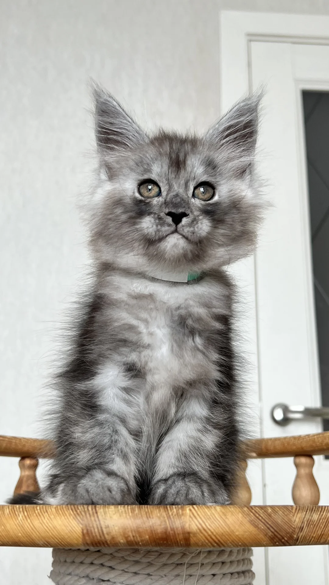 Котенок мейн Кун - миниатюра 3