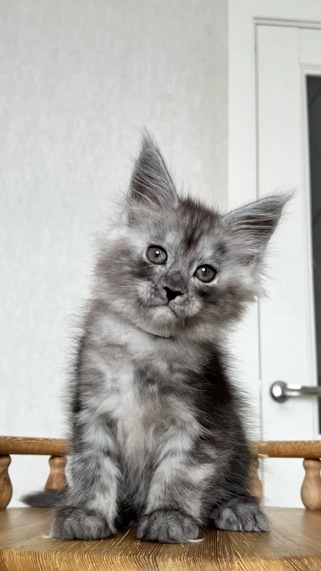 Котенок мейн Кун - миниатюра 4