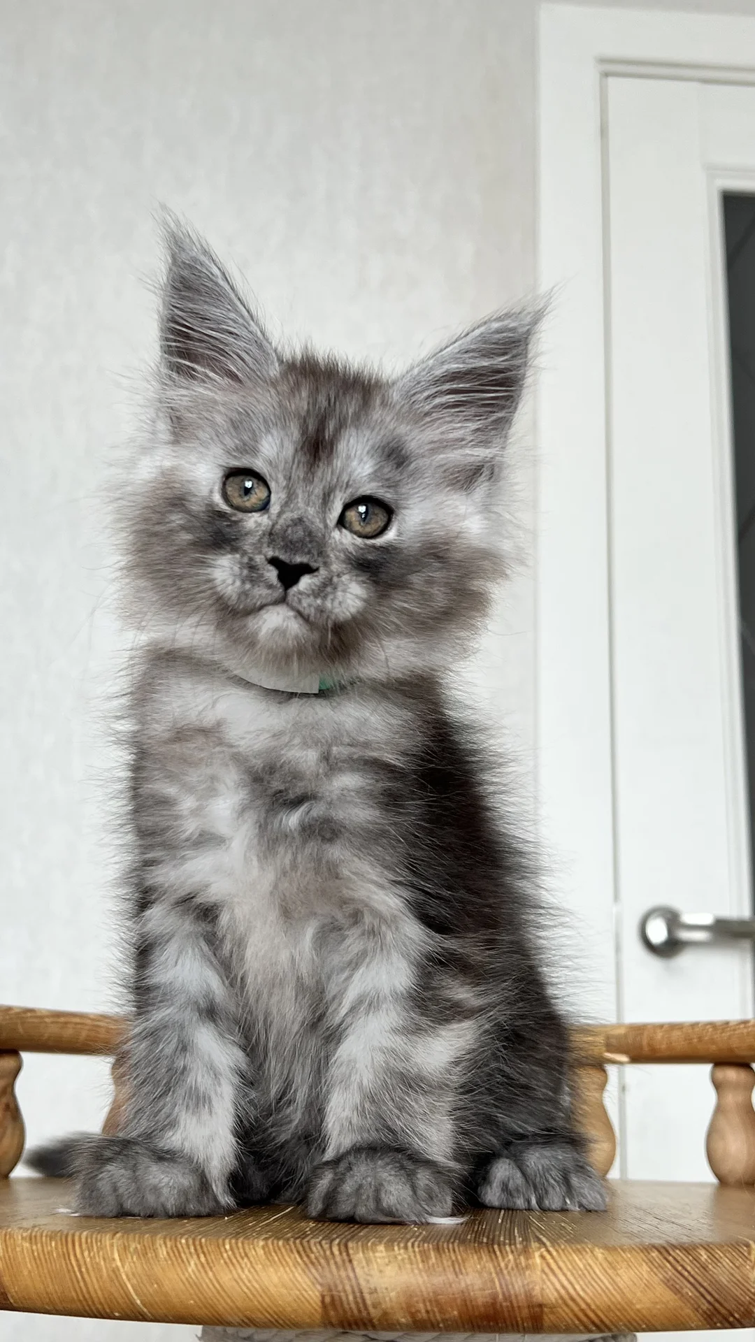 Котенок мейн Кун - миниатюра 5