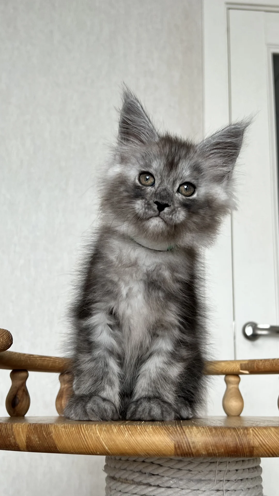 Котенок мейн Кун - миниатюра 6