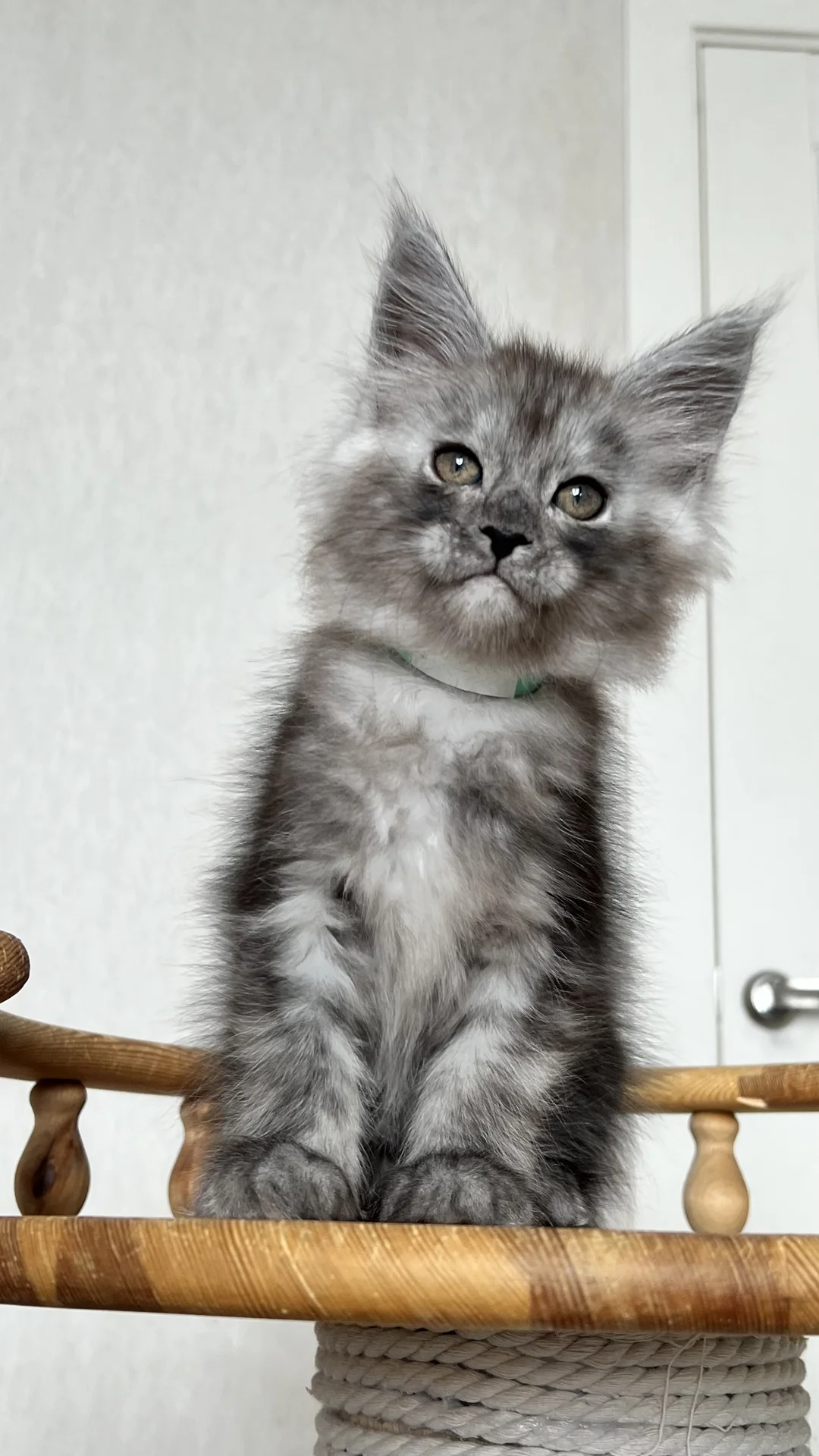 Котенок мейн Кун - миниатюра 7