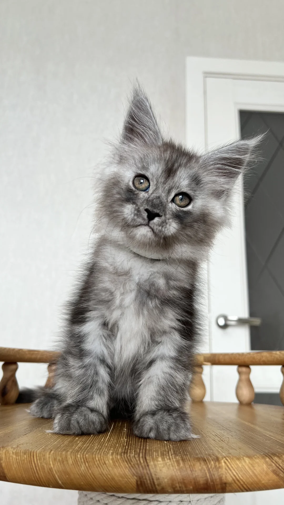 Котенок мейн Кун - миниатюра 8