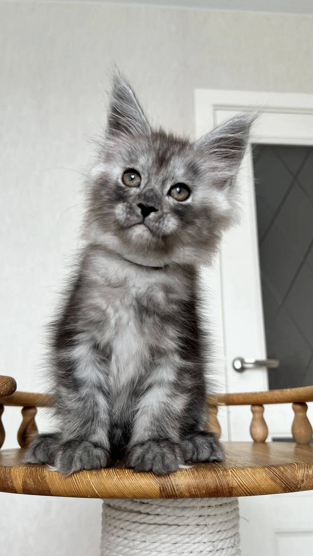 Котенок мейн Кун - миниатюра 9