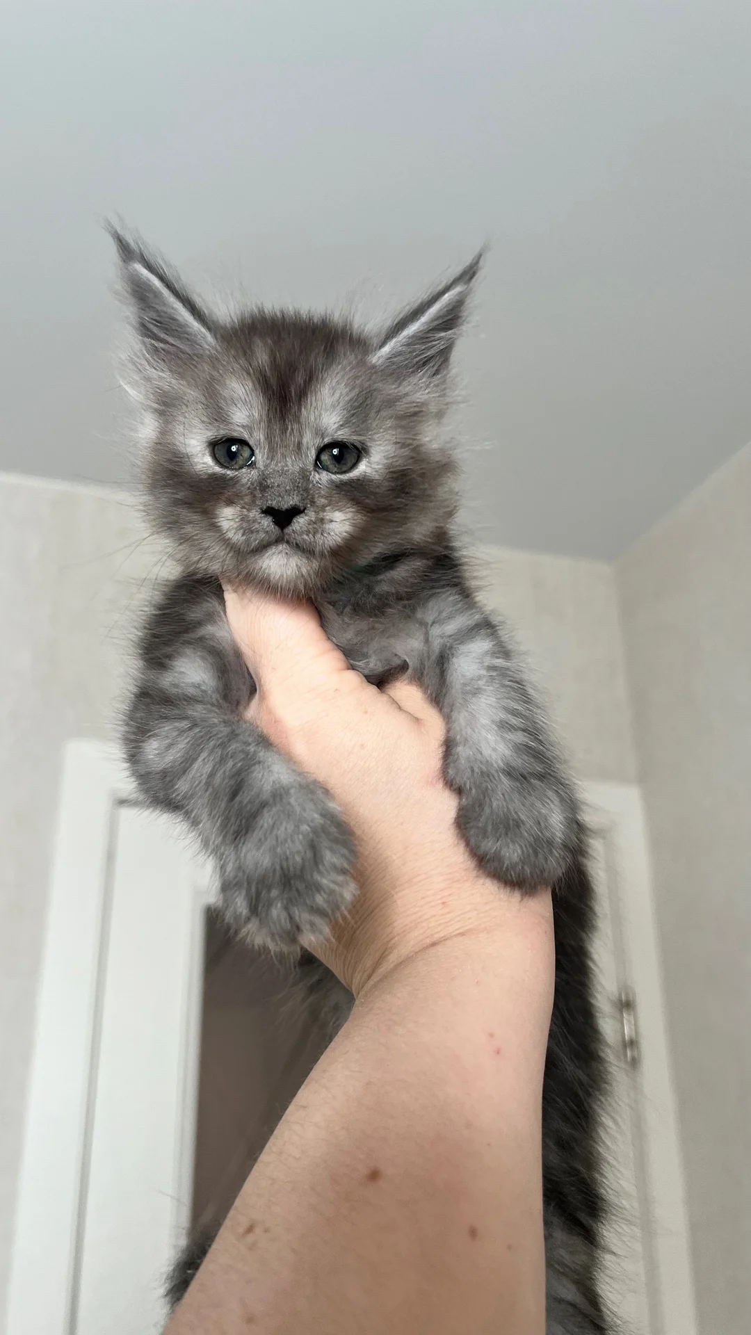 Котята мейн Кун - миниатюра 2