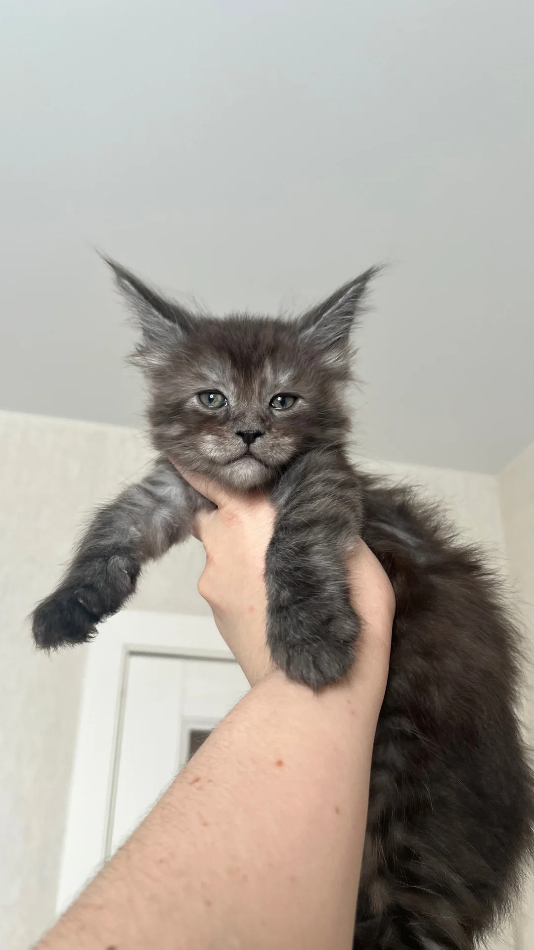 Котята мейн Кун - миниатюра 6