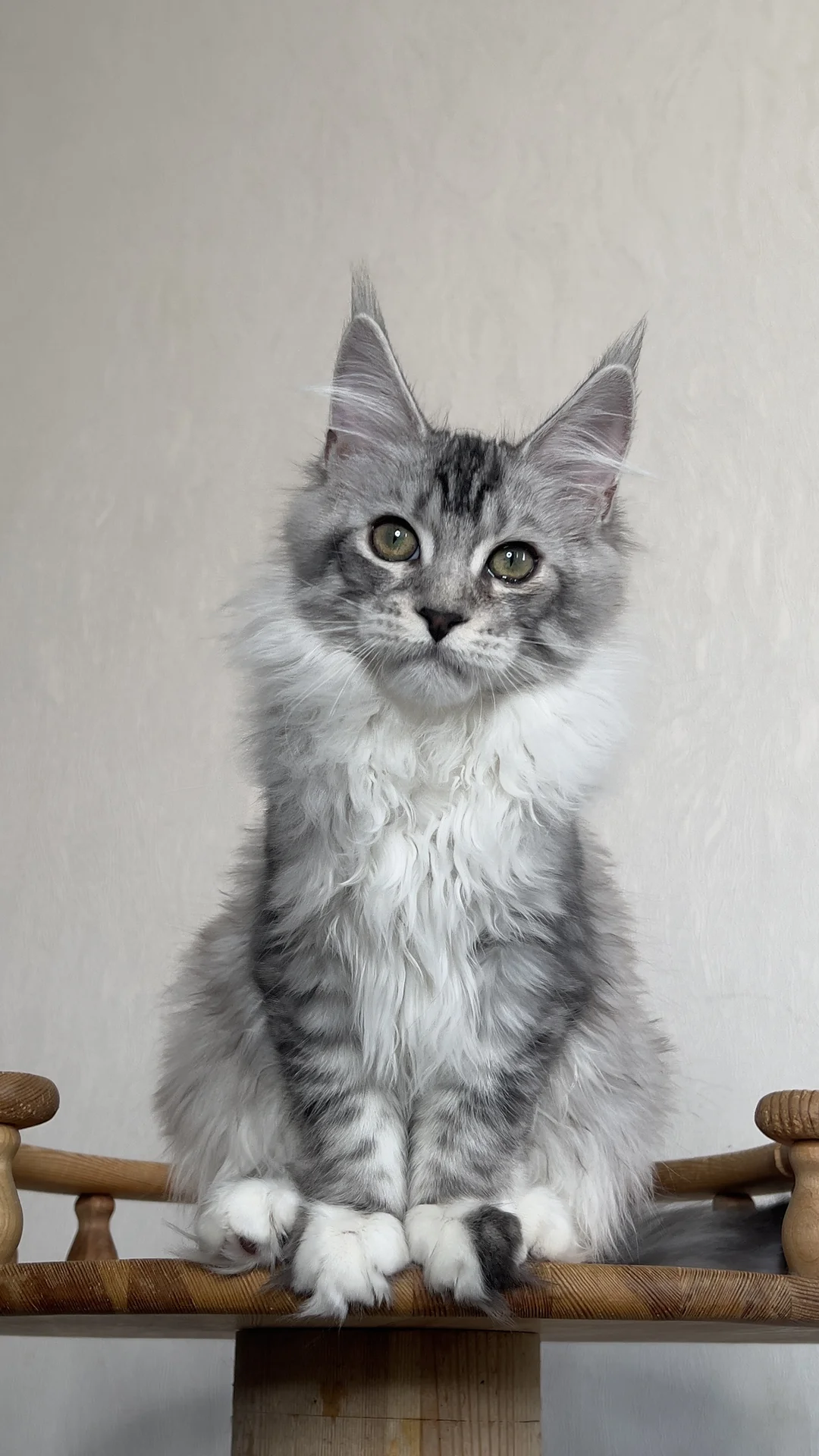 Котенок мейн Кун - изображение 1