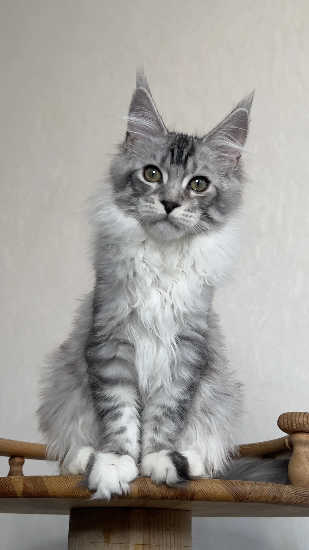 Котенок мейн Кун - миниатюра 2
