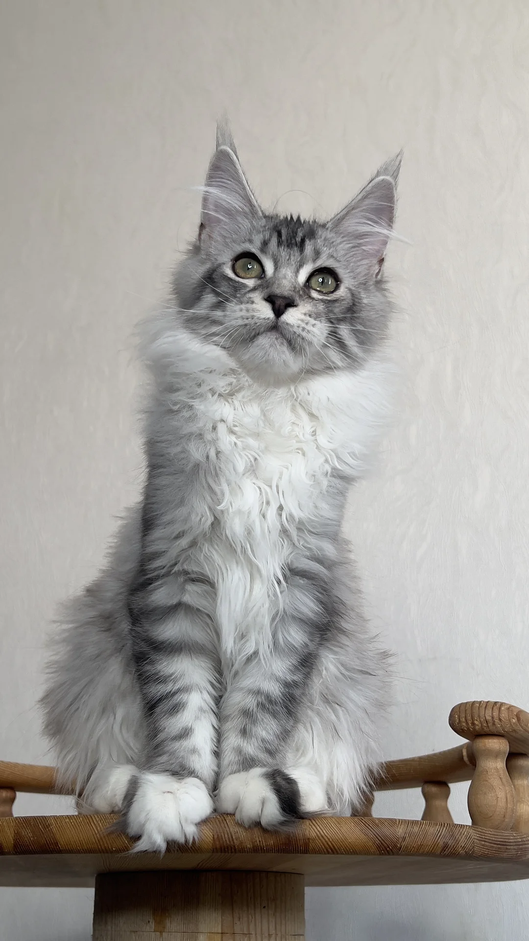 Котенок мейн Кун - миниатюра 3