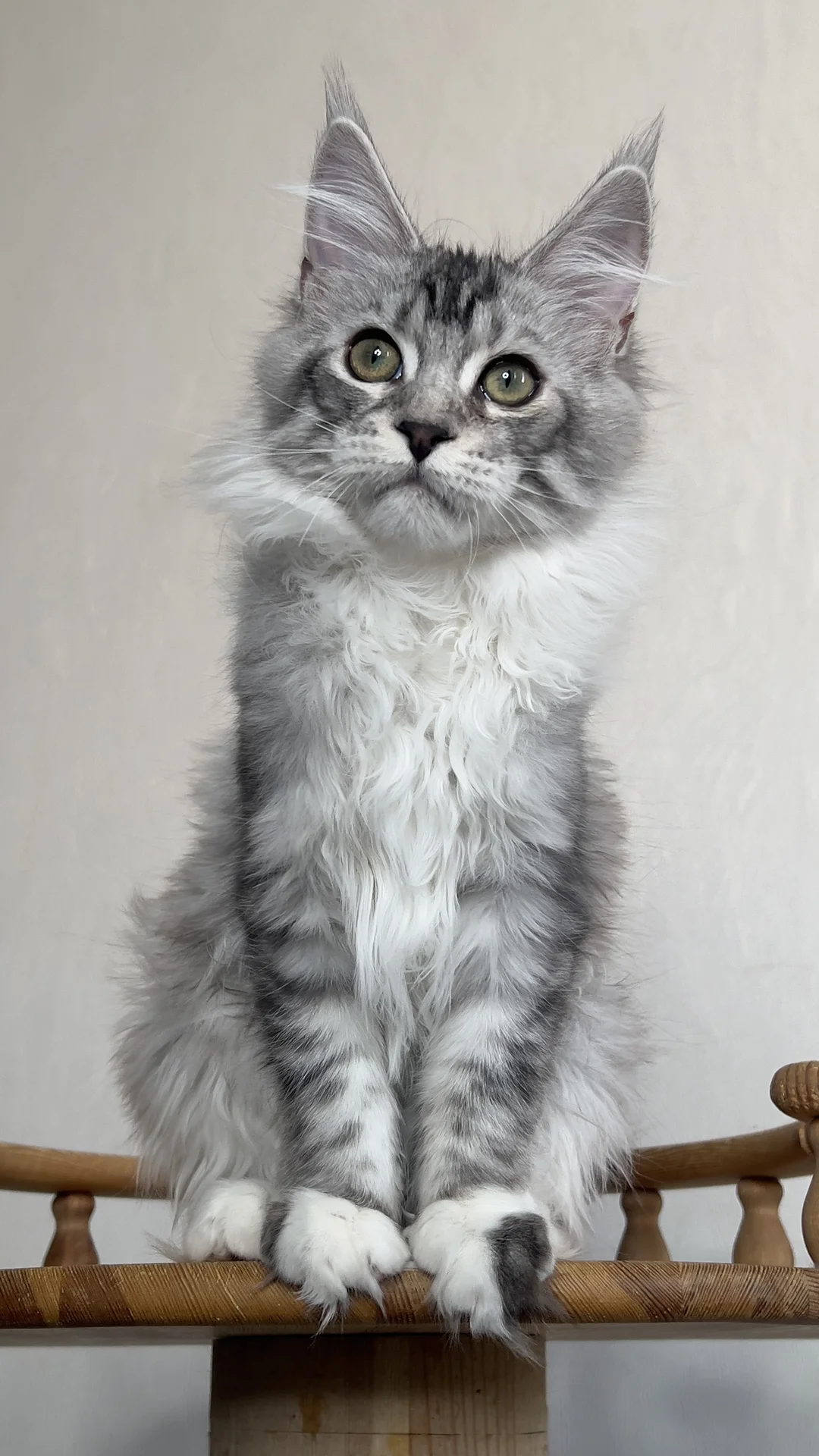 Котенок мейн Кун - миниатюра 4
