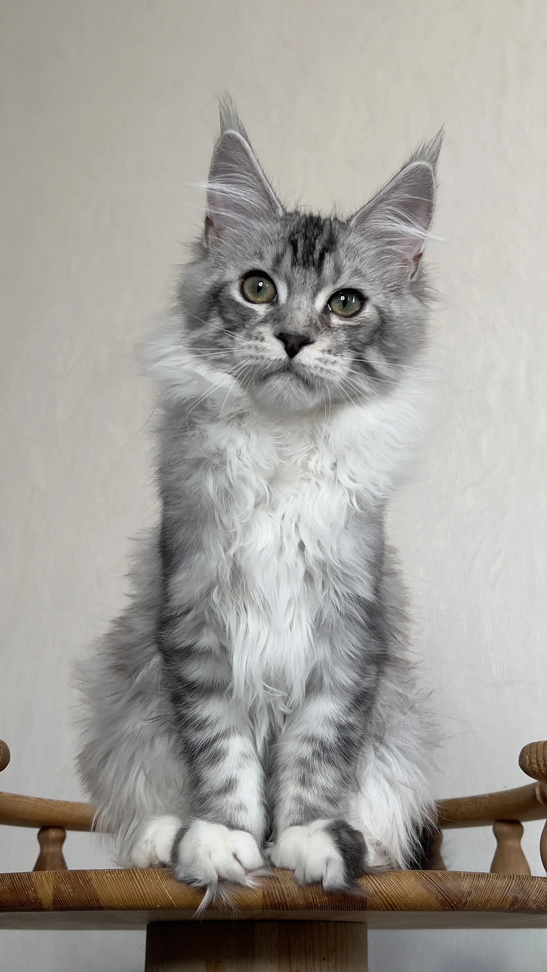Котенок мейн Кун - миниатюра 5