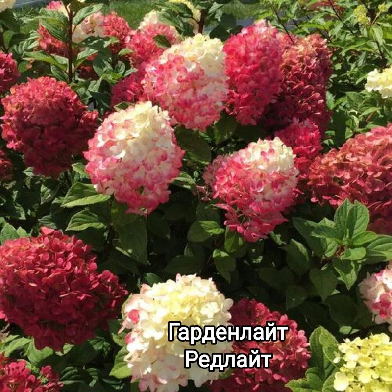 Гортензия метельчатая и древовидная - миниатюра 7