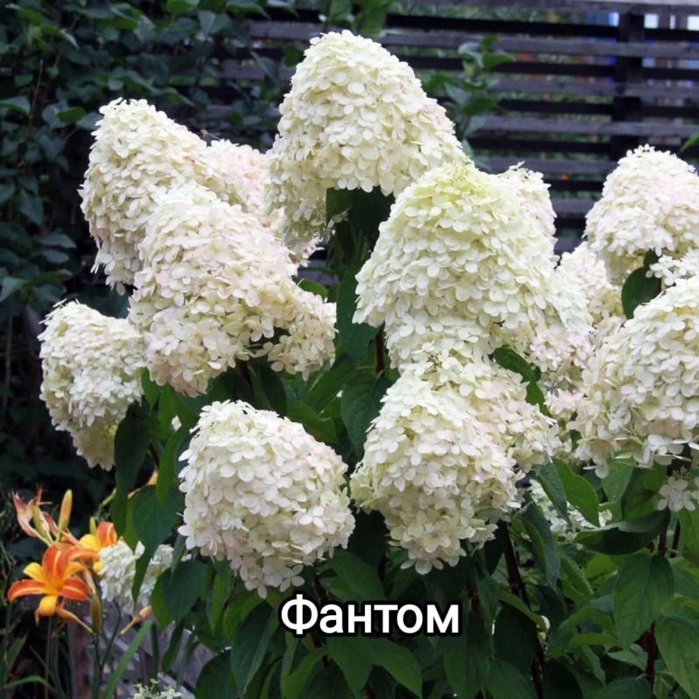 Гортензия метельчатая и древовидная - миниатюра 10