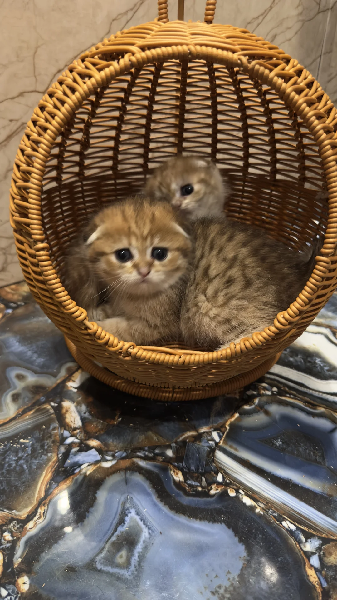 Шотландские котята - миниатюра 3