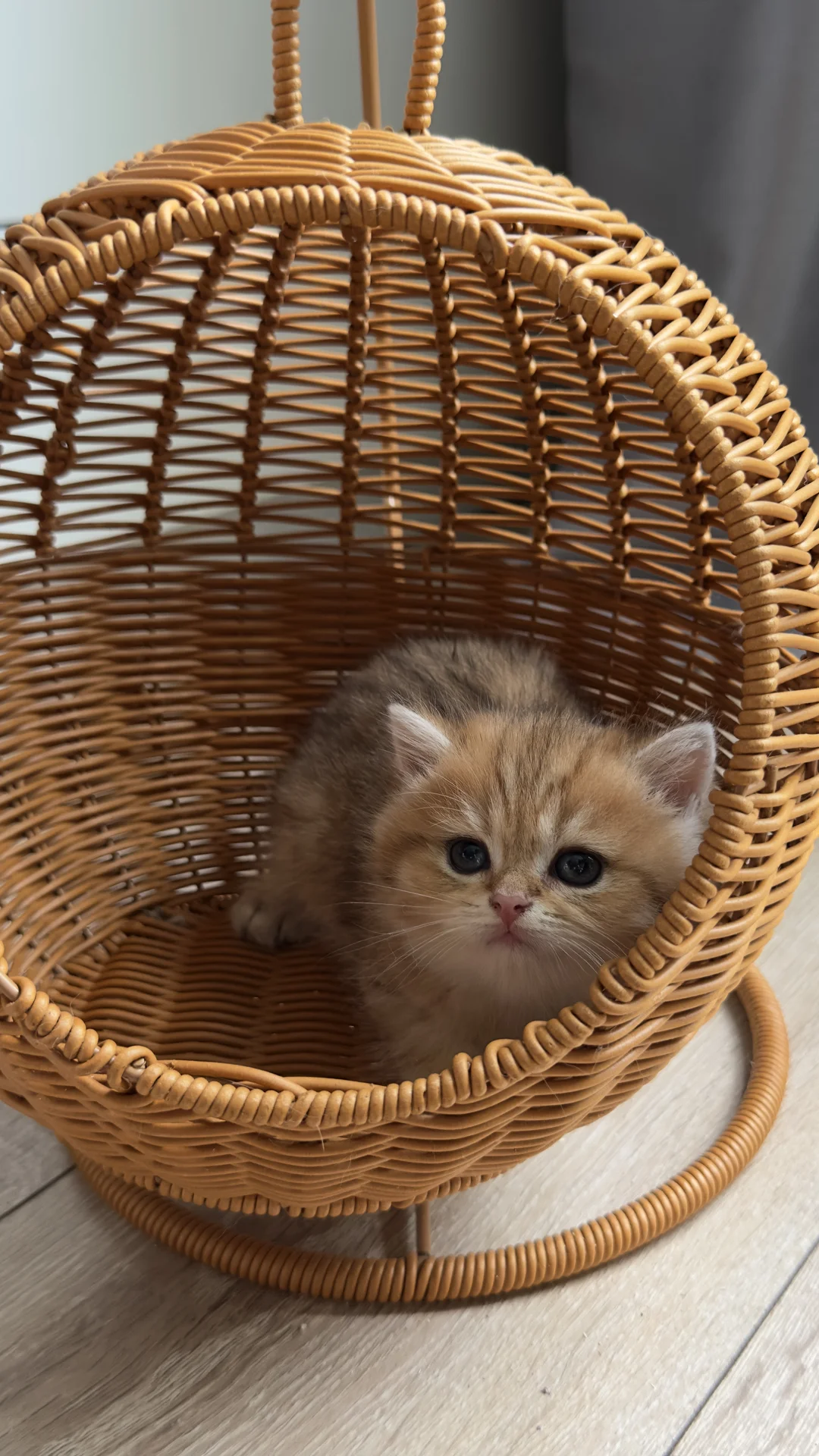 Шотландские котята - миниатюра 4