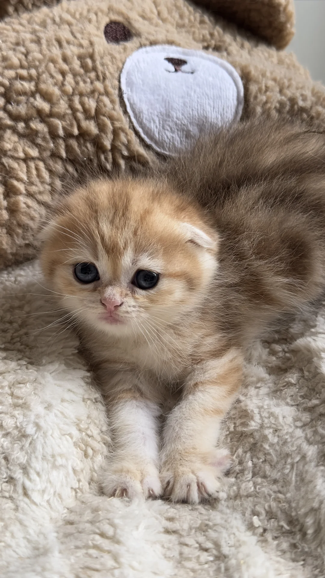 Шотландские котята - миниатюра 5