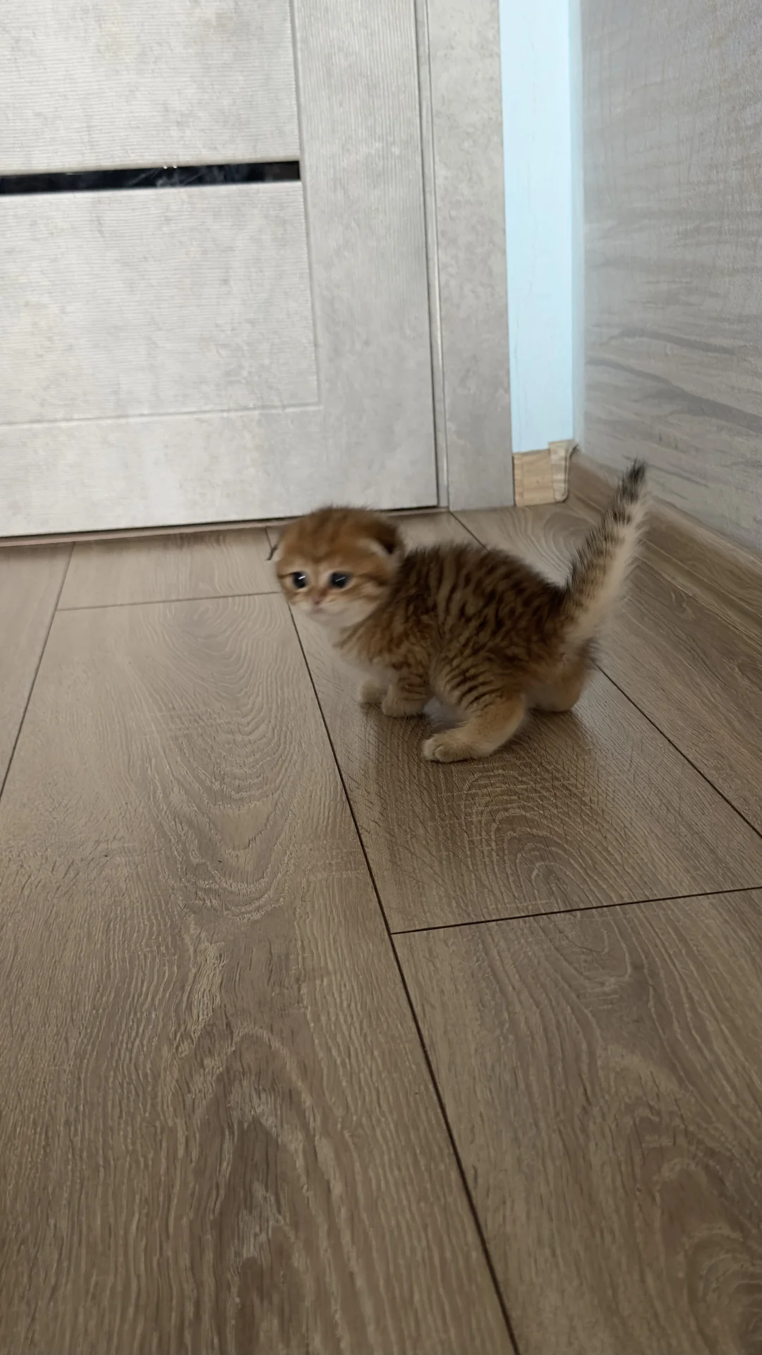 Шотландские котята - миниатюра 7