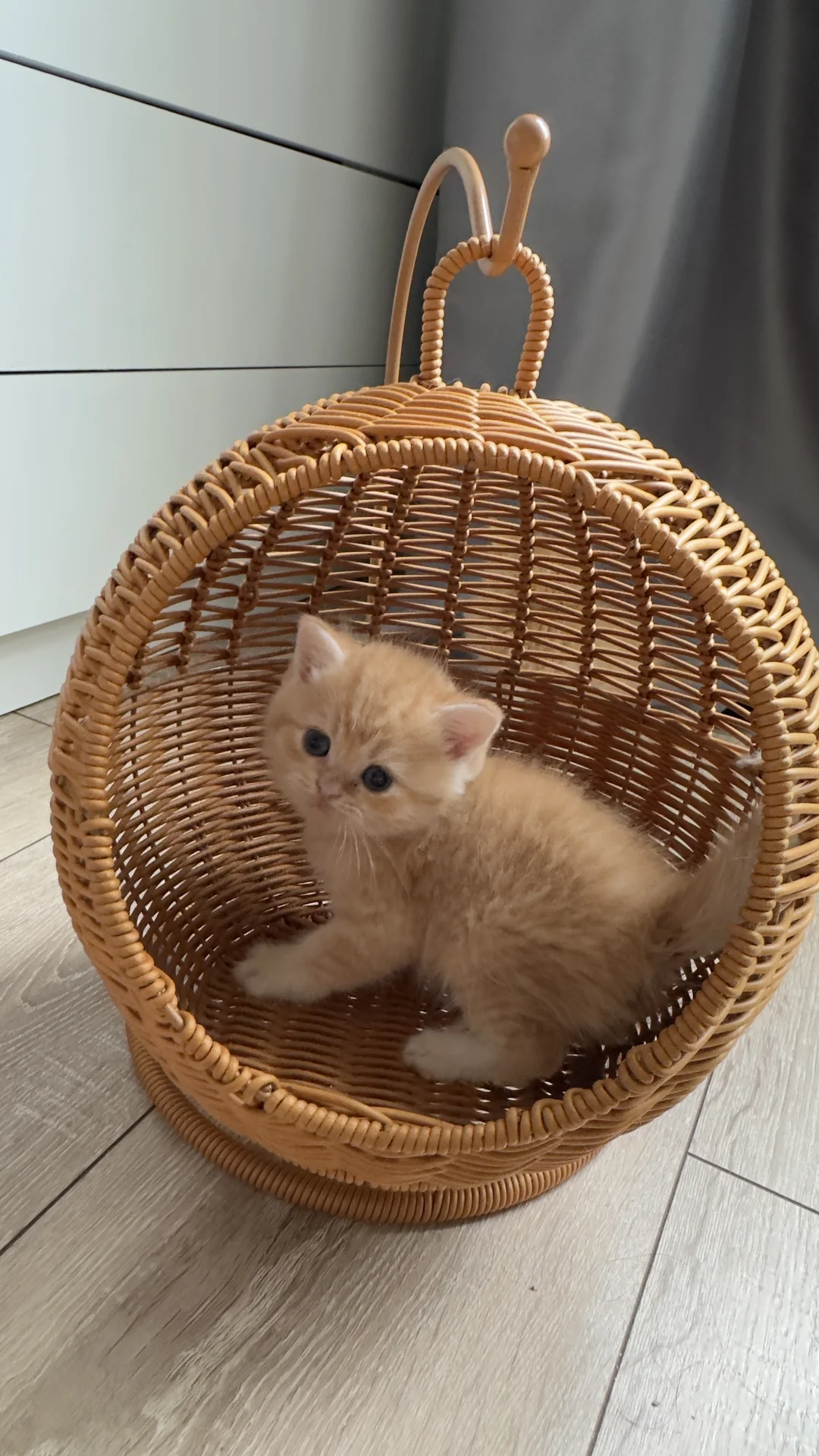Шотландские котята - миниатюра 8