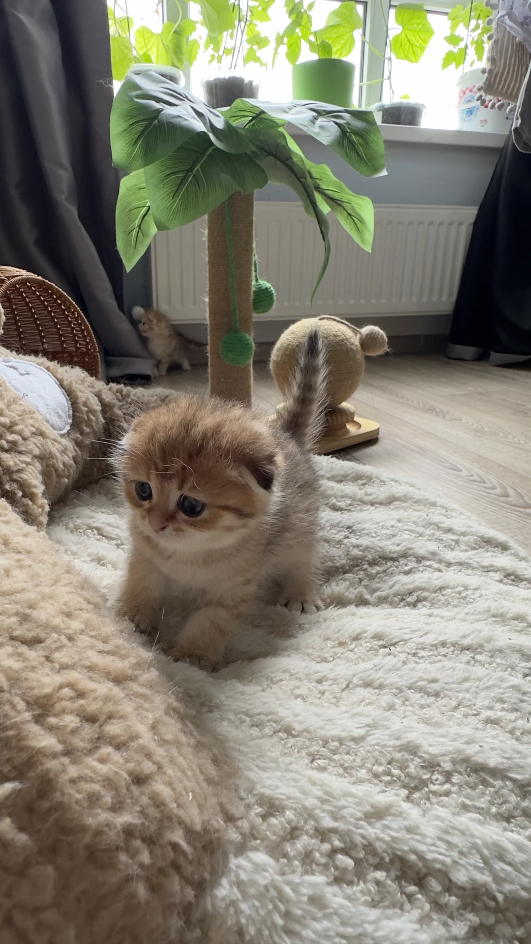 Шотландские котята - миниатюра 9
