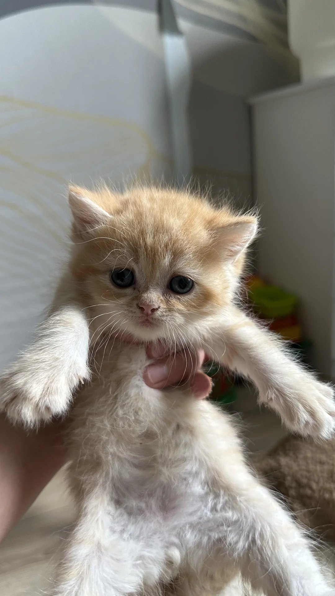 Шотландские котята - миниатюра 13