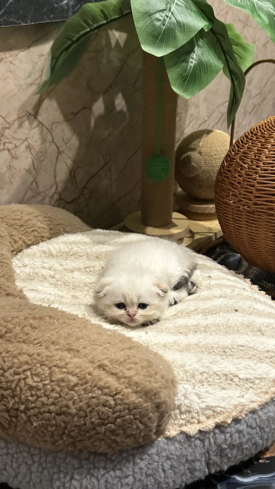 Шотландские котята - миниатюра 15